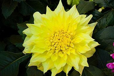 治愈系店铺经营游戏《绿植小筑》Steam商店页公开